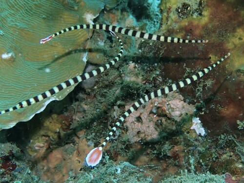 Banded pipefish (Dunckerocampus dactyliophorus) — Syngnathidae — 3