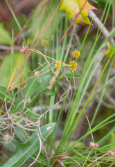 Cyperus nashii