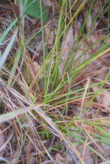 Cyperus nashii