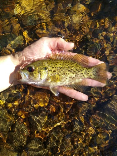 Ozark bass (Ambloplites constellatus) — Centrarchidae