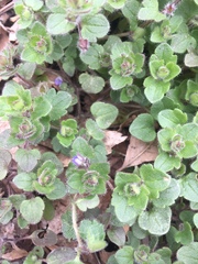 Veronica hederifolia-sublobata-triloba