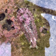 Dolabrifera nicaraguana