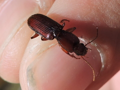 Stenomorphus californicus rufipes