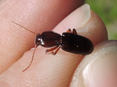 Stenomorphus californicus rufipes
