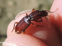 Stenomorphus californicus rufipes
