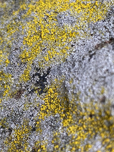 iNaturalist observation photo of Hidden Goldspeck Lichen