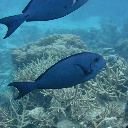 Witvin-doktersvis (Acanthurus albipectoralis) — Acanthuridae — 5