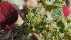 Chorizanthe corrugata