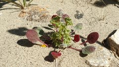Chorizanthe corrugata