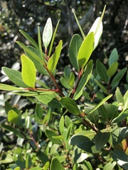 Pterocelastrus echinatus