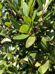 Pterocelastrus echinatus