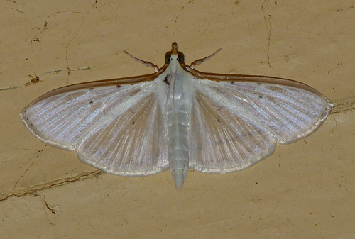 Four-spotted Palpita Moth
