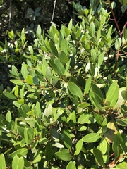 Pterocelastrus echinatus