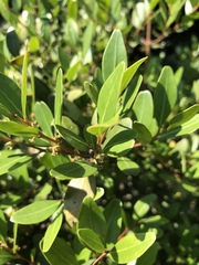 Pterocelastrus echinatus