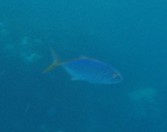Caranx bartholomaei