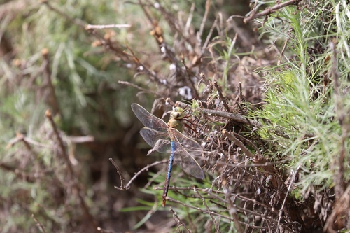 iNaturalist observation photo of Common Green Darner