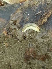Arion fasciatus