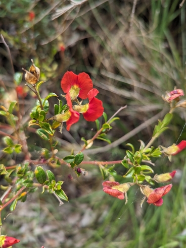 Image of Chorizema dicksonii by (c) David Thompson, some rights reserved (CC BY)
