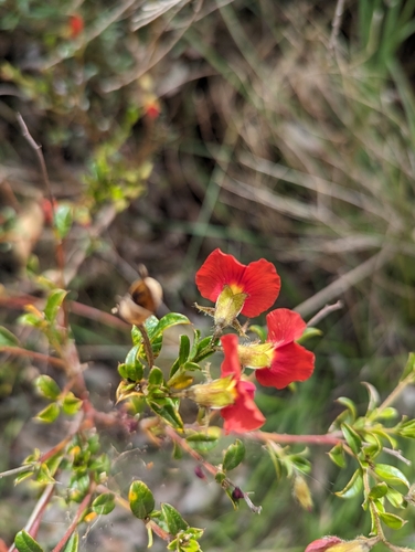 Image of Chorizema dicksonii by (c) David Thompson, some rights reserved (CC BY)
