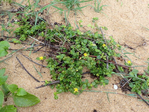 Triumfetta repens observed 2023-09-10