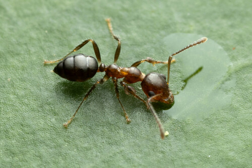 埃氏鼻蚁Myrmecorhynchus emeryi