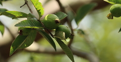 Psidium guajava image