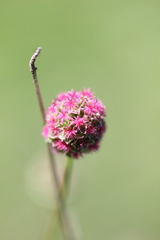 Sanguisorba minor balearica