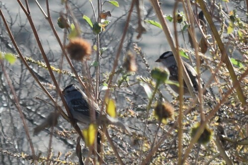 Mountain White-crowned Sparrow photographed in New Mexico