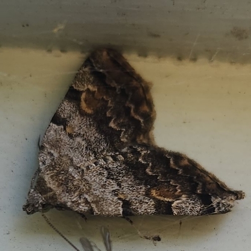 American Idia Moth photo 4