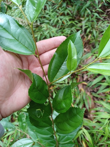 Celtis timorensis observed 2023-09-30