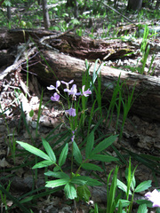 Cardamine quinquefolia