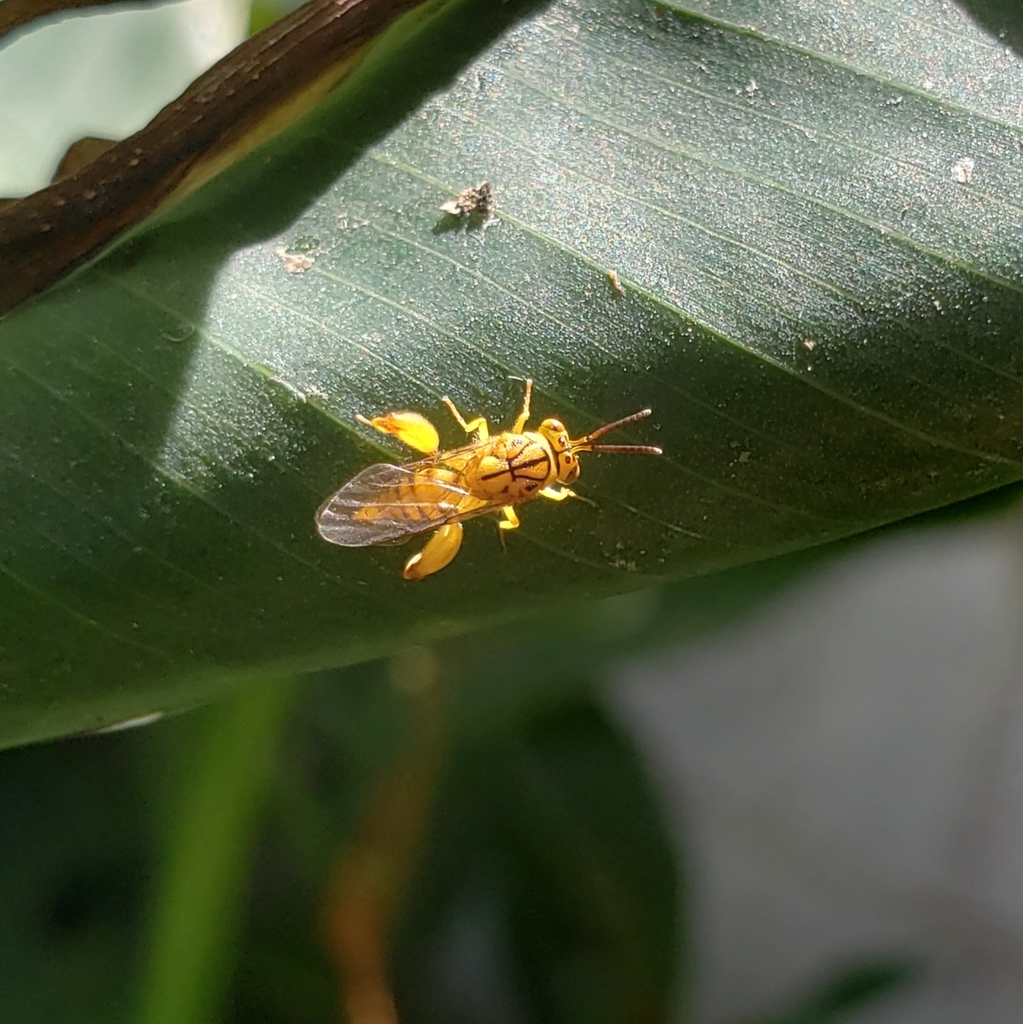 Conura maculata