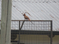 Pseudoseisura lophotes