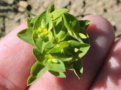 Euphorbia spathulata