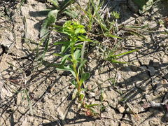 Euphorbia spathulata