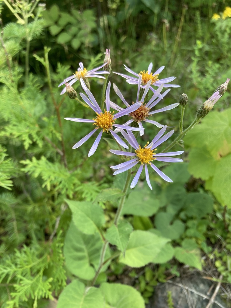 Eurybia macrophylla — a medium houseplant, prefers partial sun light