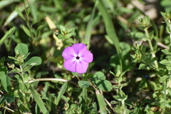 Phlox glabriflora