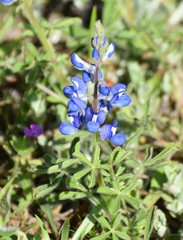 Lupinus subcarnosus