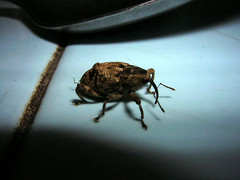 Mechistocerus