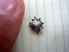 Gasteracantha interrupta