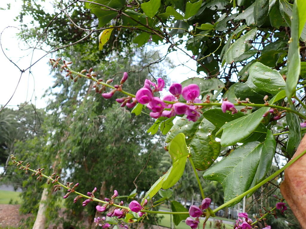 Vandasina retusa