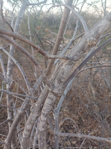 Image of Strophanthus eminii by no rights reserved