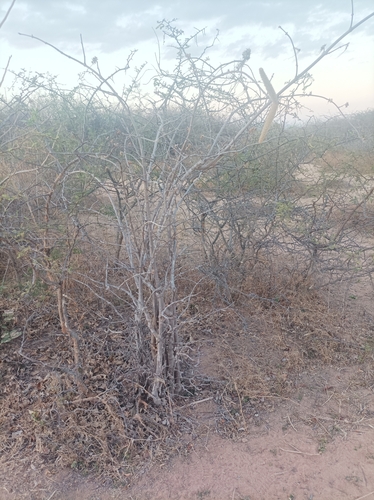 Image of Strophanthus eminii by no rights reserved