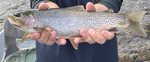 Rocky Mountain Cutbow