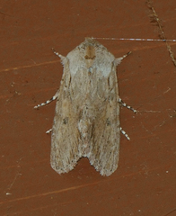 Spodoptera albula