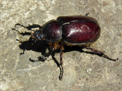 Xylotrupes florensis