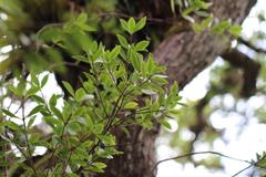 Pittosporum cornifolium