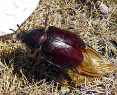 Xylotrupes florensis