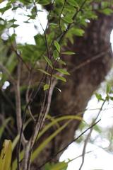 Pittosporum cornifolium