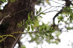 Pittosporum cornifolium